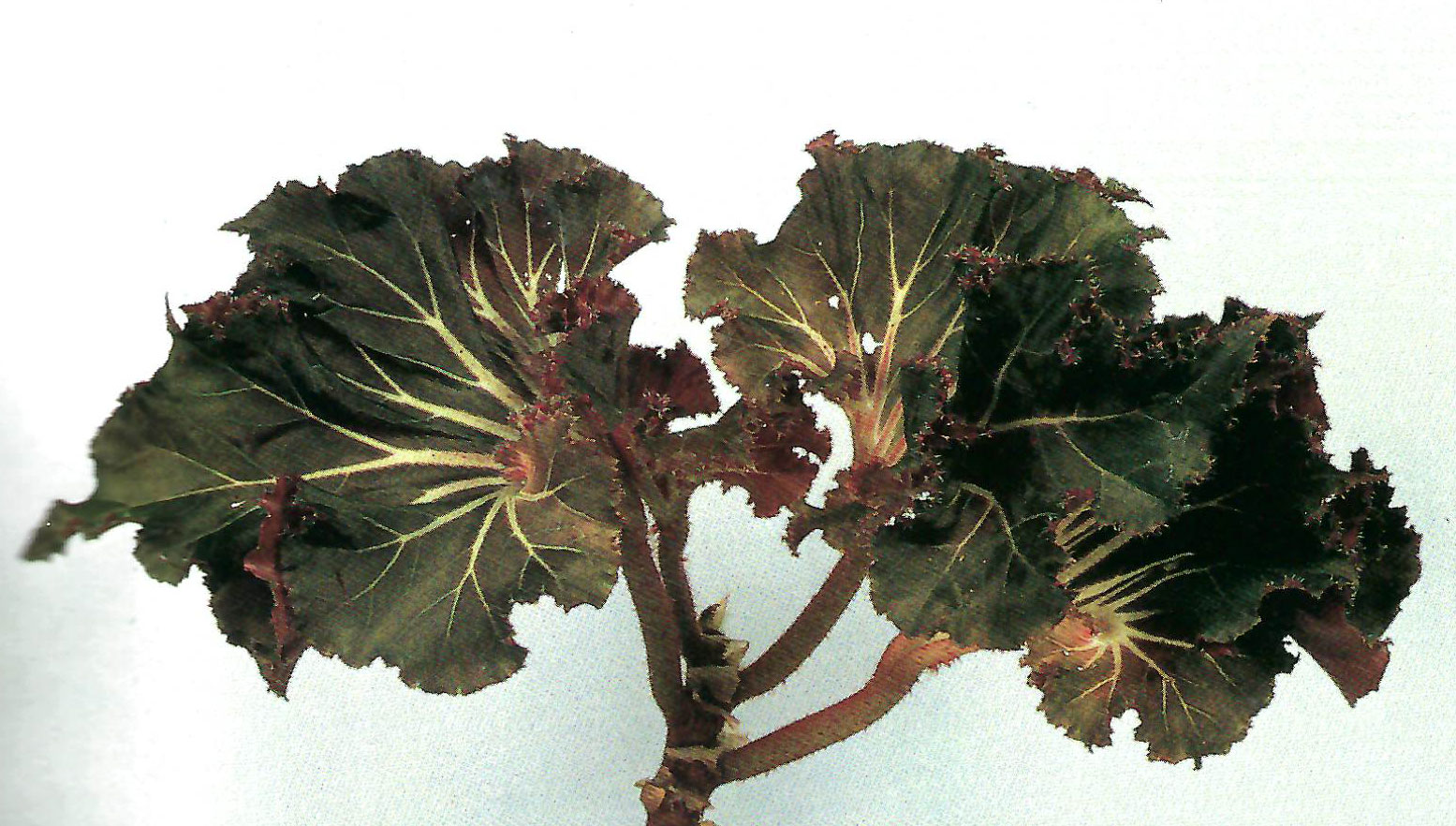 B. ‘Kuroshio’